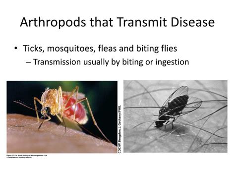 Ppt Arthropod Borne Infectious Disease Powerpoint Presentation Free