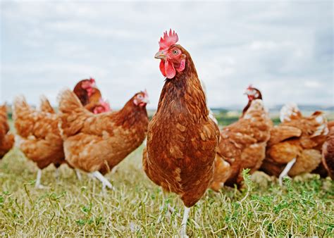 The Insanely Complicated Logistics Of Cage Free Eggs For All Wired