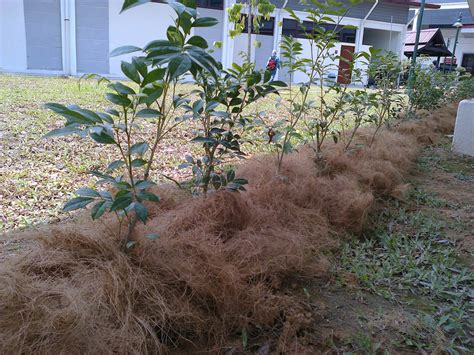 Cara membuat kokedama sabut kelapa tidak jauh berbeda dengan kokedama lumut. Baja Foliar EZIGROW Vitamin Setiap Tanaman: Teknik ...