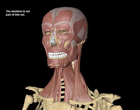 Head And Neck Muscles 3d Model Fbx