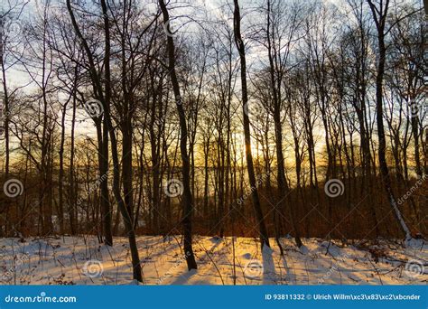 Sunrise In Winter Forest Stock Photo Image Of Cool Nature 93811332