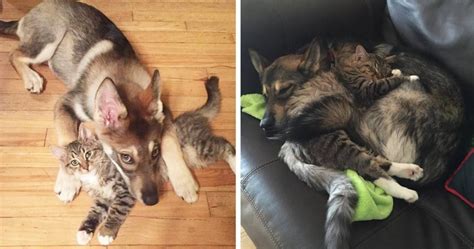Puppy Picks Out Kitty At Shelter Now Theyre Best Friends Pulptastic
