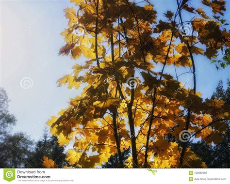 Maple Yellow Color Sunlight Autumn Nature Tree Stock Photo Image Of
