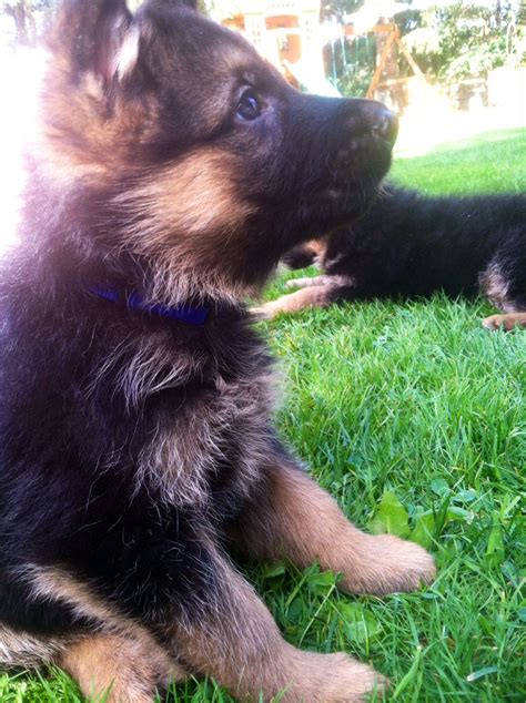 Baby Zeusour German Shepherd Puppy At 6 Weeks Old I Cant Wait To