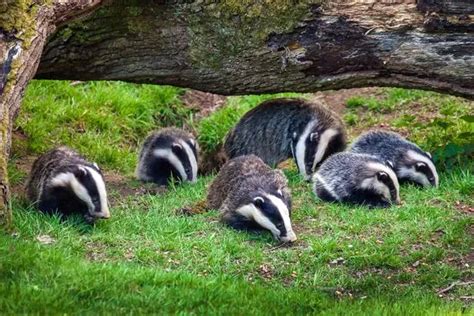 Poll Should The Badger Cull In England Be Abandoned And Replaced By
