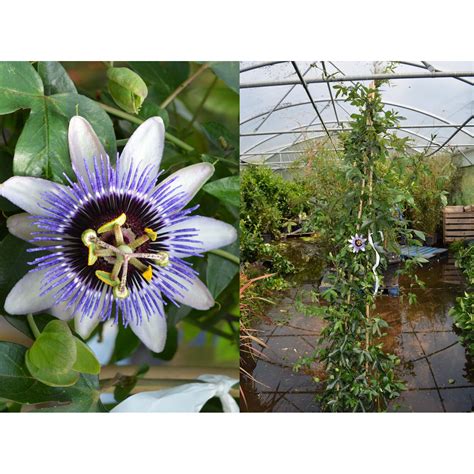 Seagrave Nurseries Passion Flower Passiflora Caerulea 6ft 20l 3 Canes