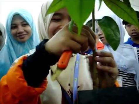Video 3 cara cara menyuntik benih cendawan sisir. Cara Cantuman Mata Tunas Pokok Rambutan Untuk Siapa Baru ...