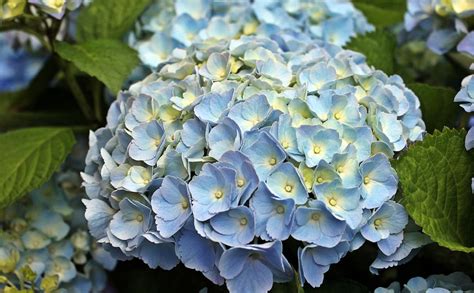 Dammann S Garden Company How To Turn Your Hydrangeas Blue