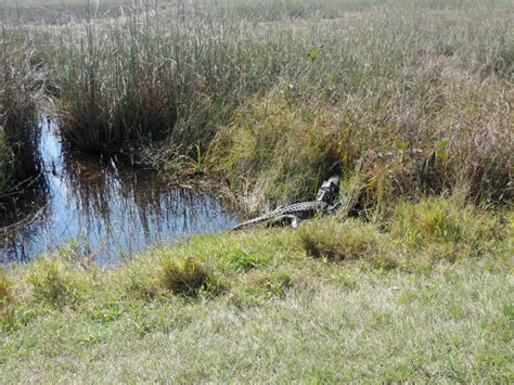 Alligator Along Tram Road Trail To Shark Valley Observation Tower In