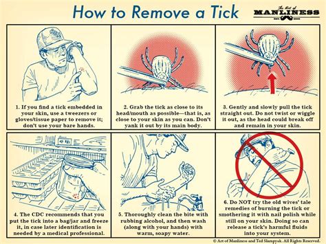 How To Remove A Tick An Illustrated Guide Survival Life Hacks