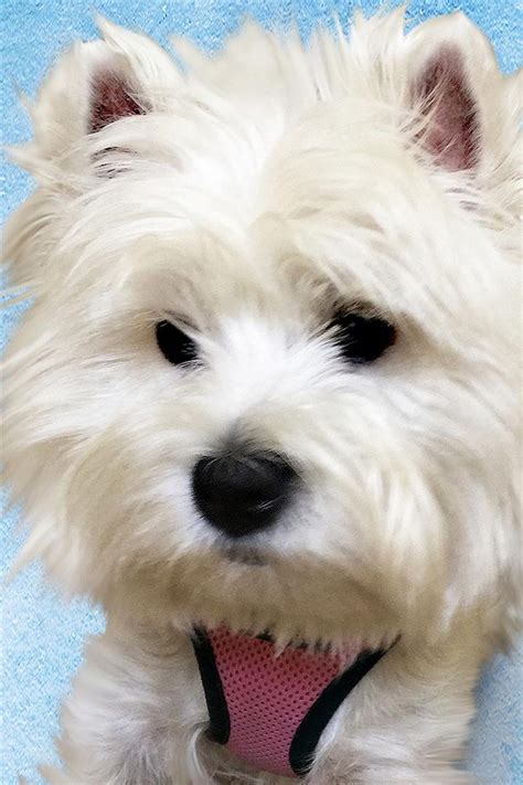 Gear And Toys For Westies Westie Insider Westie Puppies Westies Pet