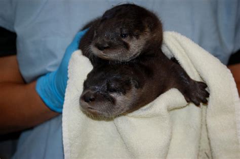 Buttonwood Park Zoo Announces Birth Of Two Otter Pups New Bedford Guide