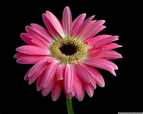 Pink Sunflower Wallpapers Top Free Pink Sunflower Backgrounds
