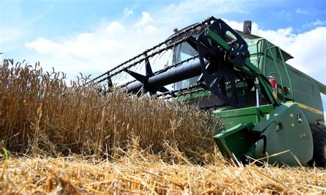 Hrvatska Proizvodnja Pšenice Dvostruko Je Veća Od Potrošnje