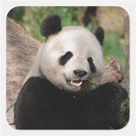Smiling Panda Bear Square Sticker