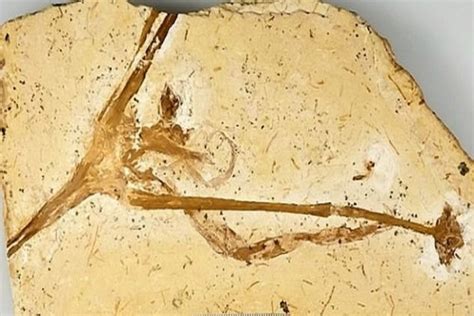 The 115 Million Year Fossil Of The Worlds Oldest Lilies