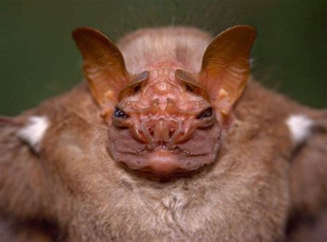 10 Of The Strangest Bats From Around The World