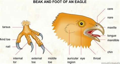 Beak And Foot Of An Eagle Visual Dictionary
