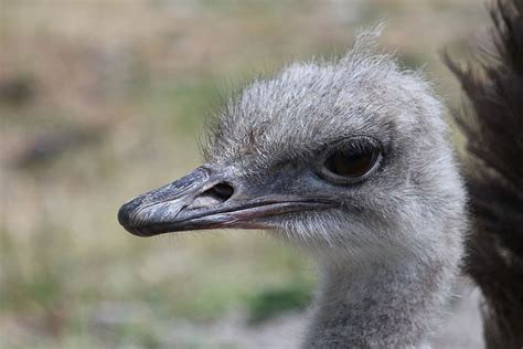 Hd Wallpaper Ostrich Head African Ostrich Bird Struthio Camelus