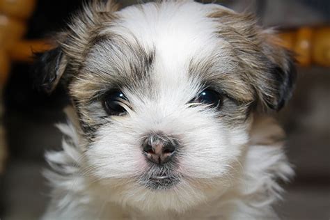 Maltese Shih Tzu Dog Breed Info Stats Photos And Videos Au