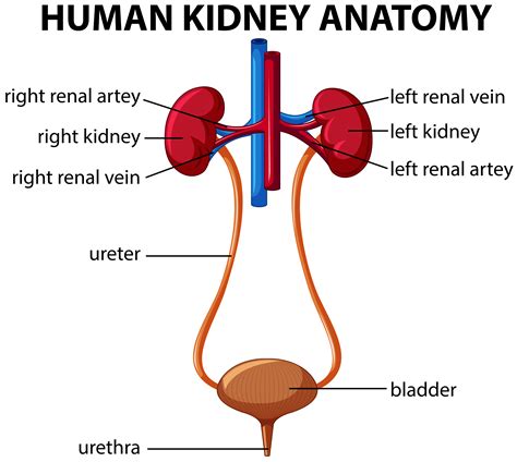 Human Kidney Anatomy Diagram 434204 Vector Art At Vecteezy