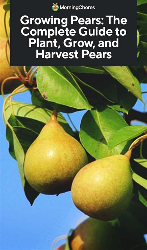 Growing Pears The Complete Guide To Plant Care And Harvest Pears