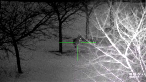 Night Vision Coyote Hunt Youtube