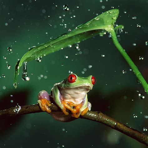 Tree Frog Wallpaper Wallpapersafari