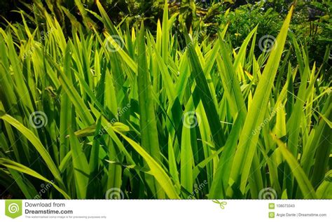 Green Pointy Leaves Of Plants In A Garden Stock Image Image Of Plant
