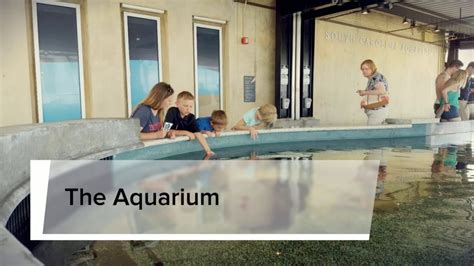 South Carolina Aquarium Youtube