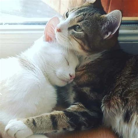 Two Cats Cuddle Together In Front Of A Window