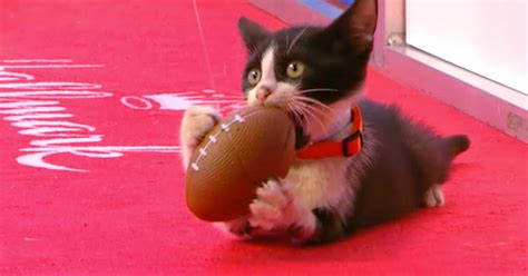 Highlights Kitten Bowl Kickoff Kitten Bowl Vii