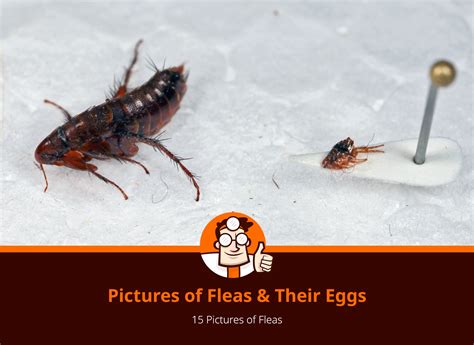 Identifying And Removing Fleas Flea Photos Doctor Pest