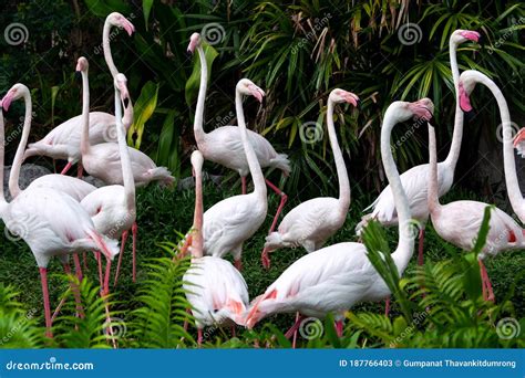Beautiful Flock Of Flamingos Is Standing And Relaxing In The Wild At