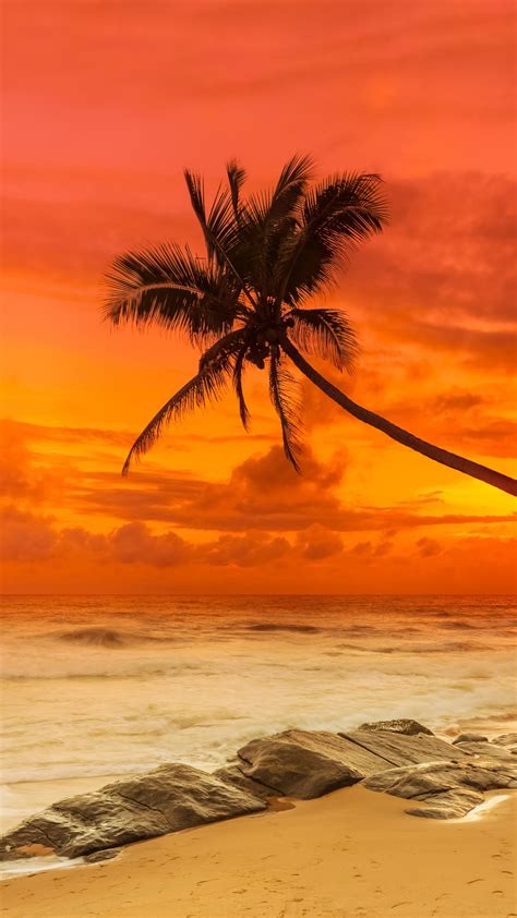 Tropical Sunset 8k Ultrahd Wallpaper Backiee Free