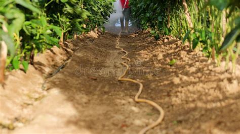 Plantation Fumigation Peppers Plants Stock Image Image Of Crop