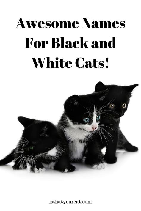 Cute Kitten Names For Black Cats Pet And You