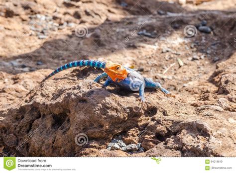 Agama Agama Or Common Red Headed Rock Lizzard Stock Photo