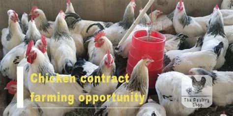contract farming opportunity from nhema chickens the poultry shop
