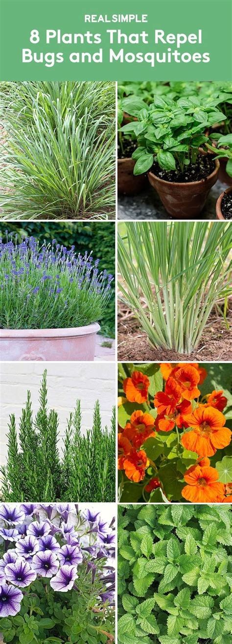 8 Plants That Repel Bugs And Mosquitoes Plants Plants That Repel