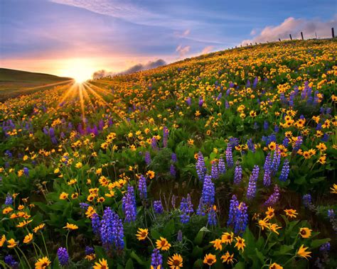 Blue Flowers Of The Lupini And Yellow Flowers On Sunflowers Mountains