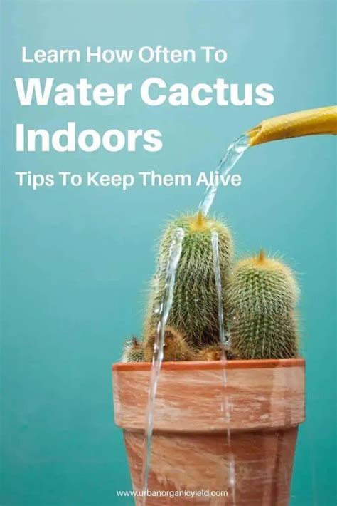 How Do Saguaro Cactus Store Water Find The Best Places To See A