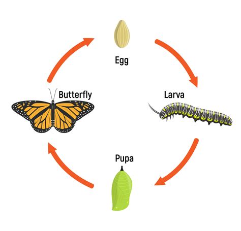 18 Facts About Metamorphosis