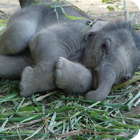 Toda La Belleza De Un Bebe Elefante Cute Baby Animals Cute Baby
