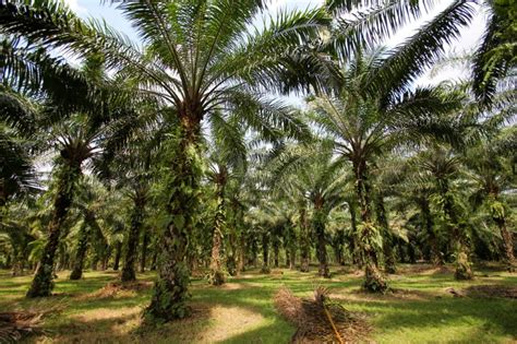 Tentang Kelapa Sawit Dan Hamanya Feromon Sawit