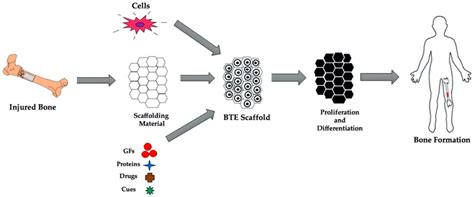 Jfb Free Full Text Conductive Scaffolds For Bone Tissue Engineering