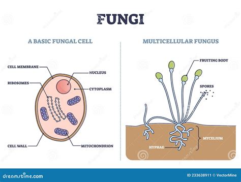 Structure Of Fungus Cell Illustration Stock Photo Cartoondealer Com