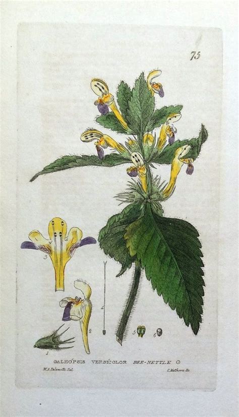 An Original Hand Coloured Copperplate Botanical Engraving Entitled