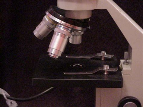 Microscope Magnification Image Micropedia