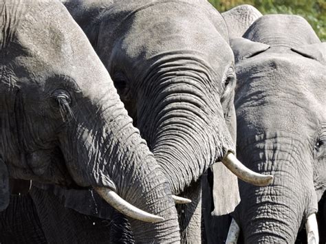 The Elephant Poaching Crisis Botswana